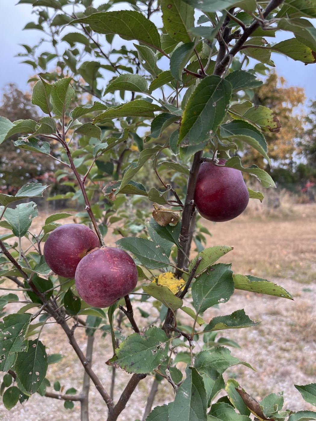 Apples on the tree