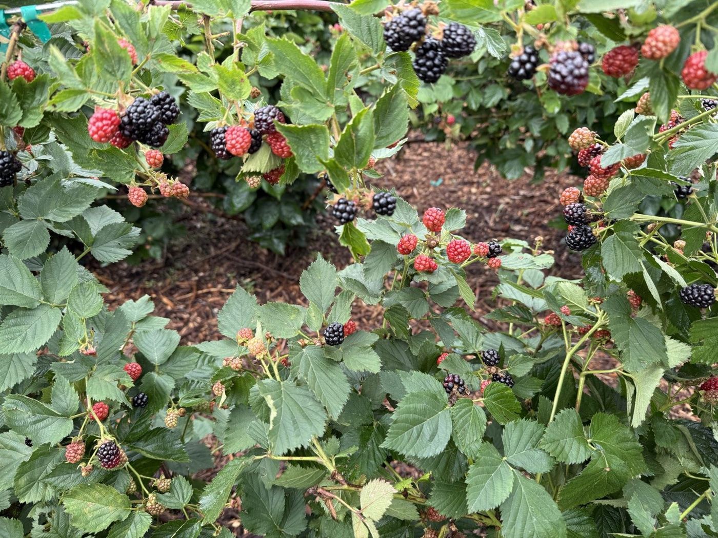 Blackberry rows with ripe fruit