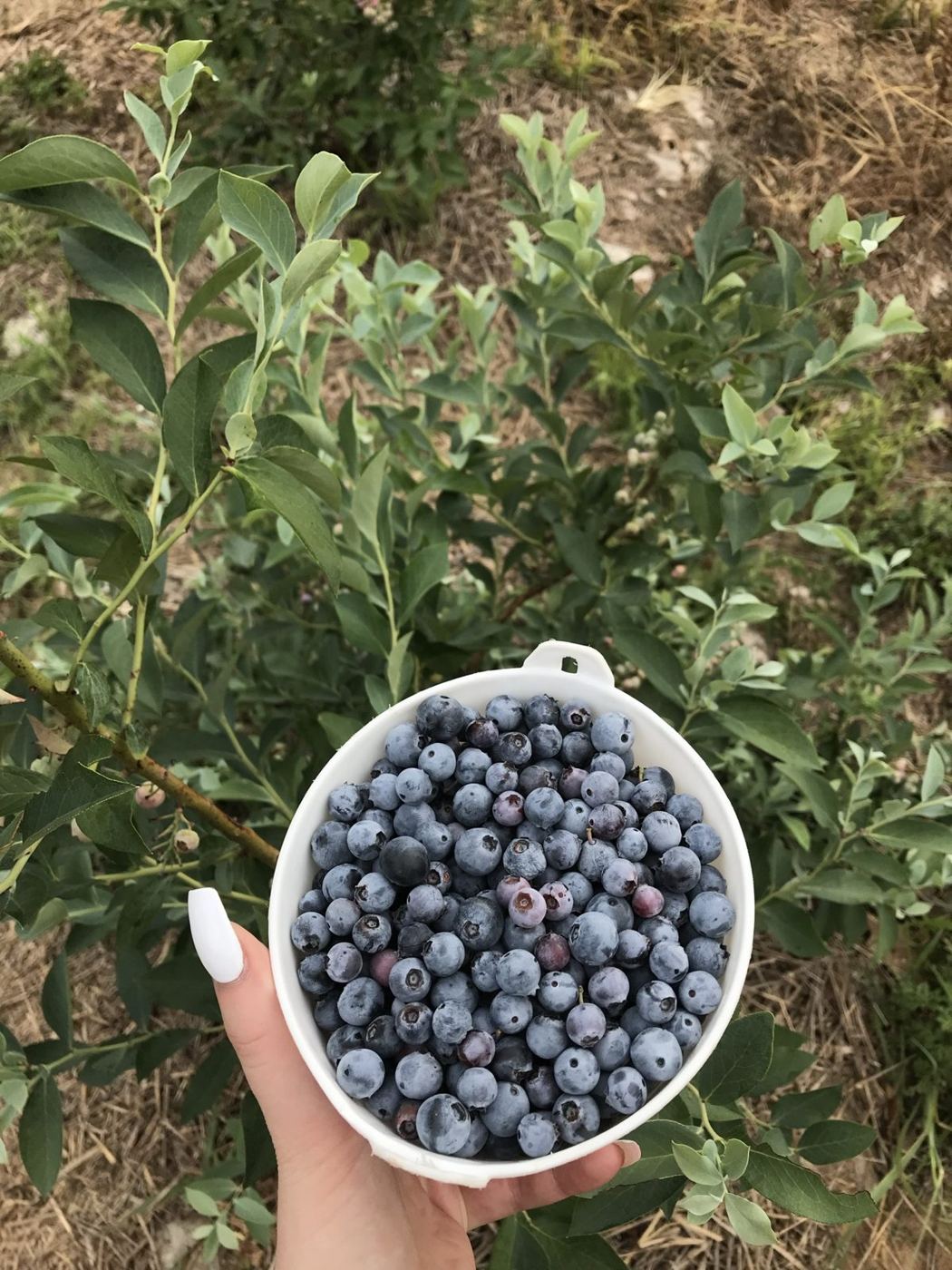 A bowl of blueberries picked on the farm