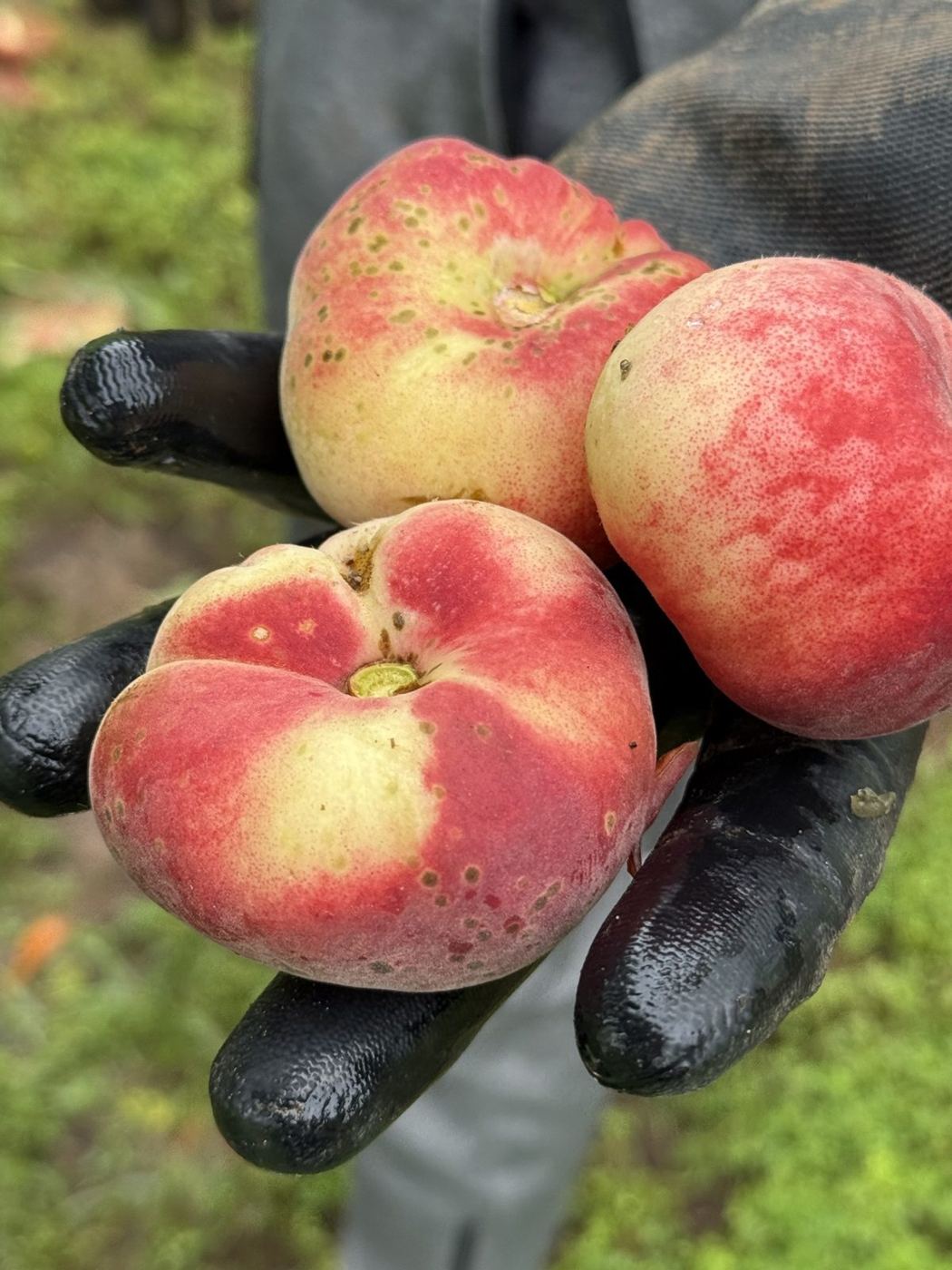 Donut peaches in a gloved hand