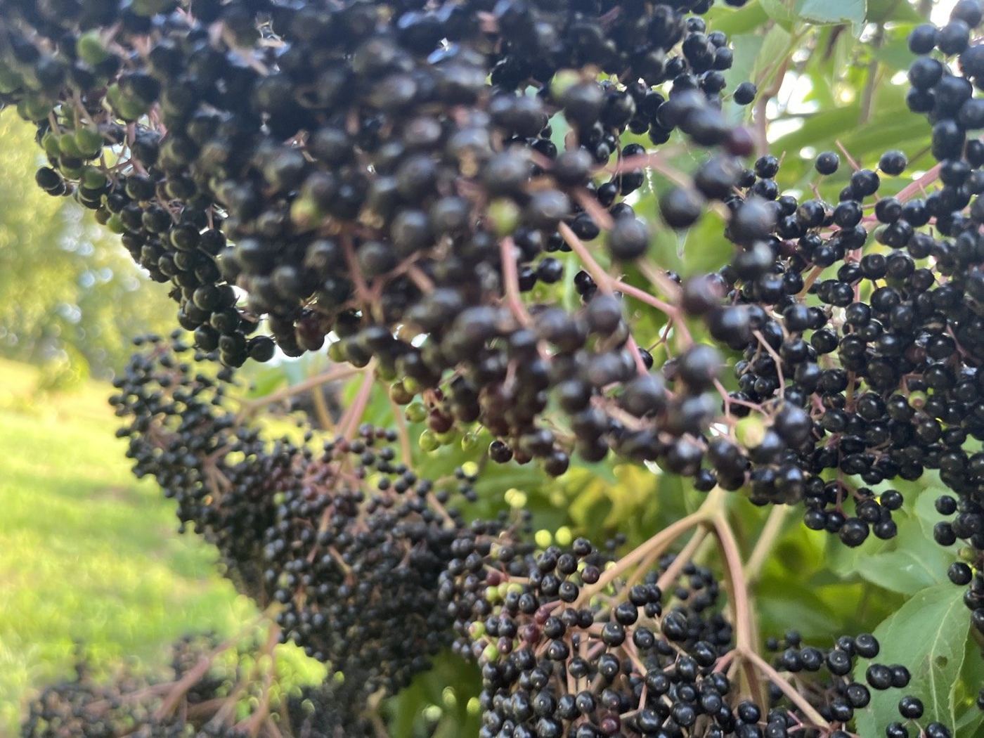 Clusters of ripe elderberries