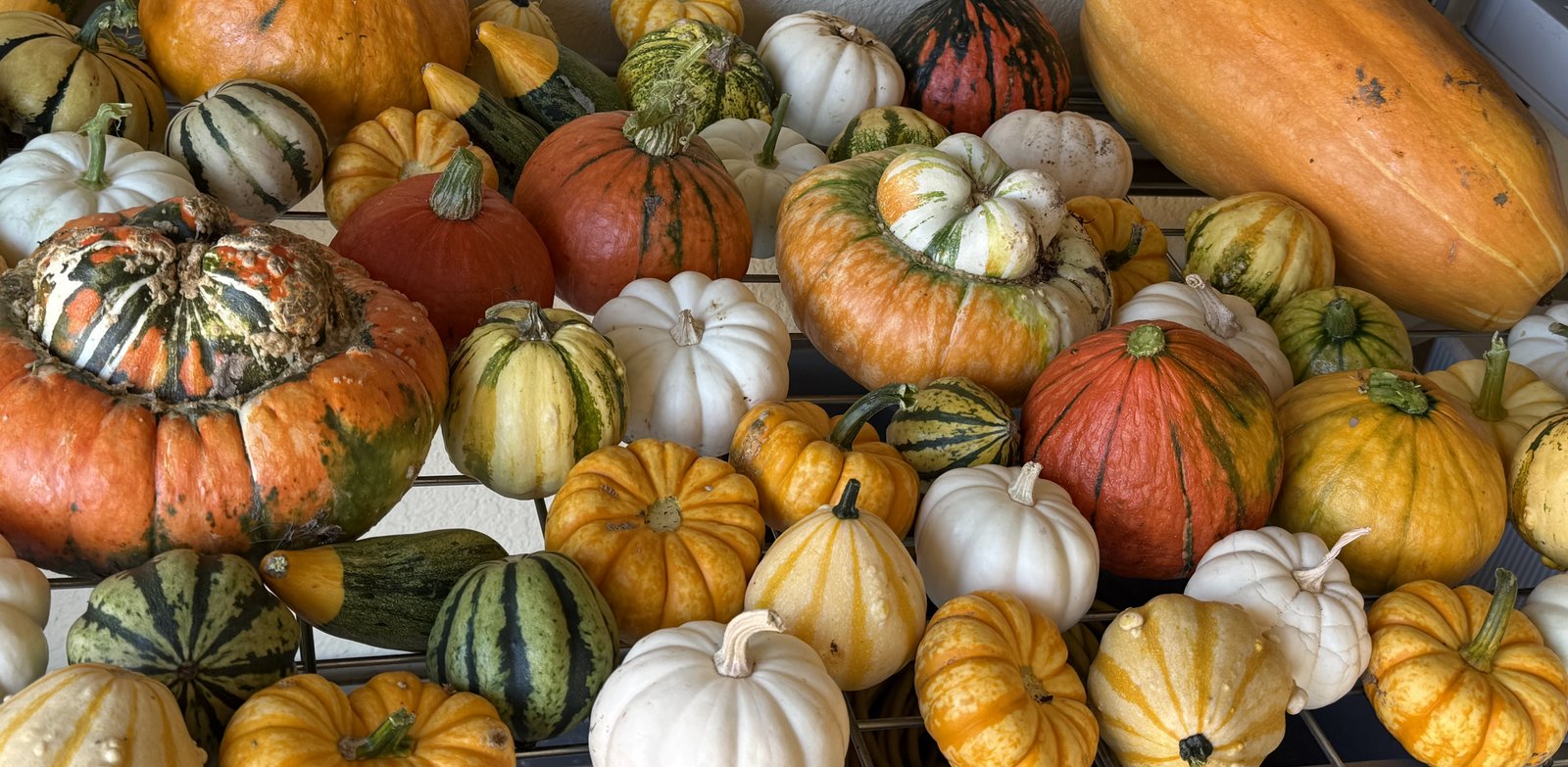 A shelf full of turban, kuri, and striped pumpkins