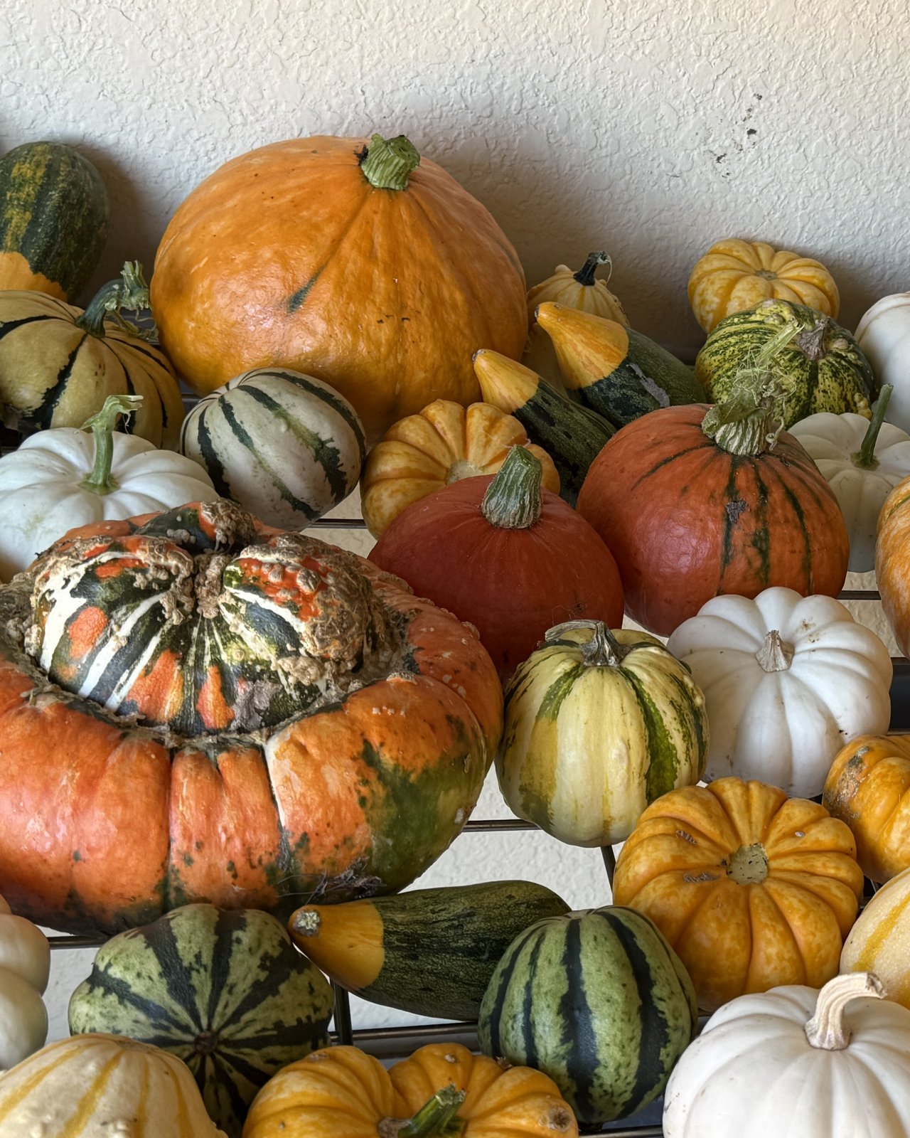 A big warty turban pumpkin surrounded by smaller pumpkins