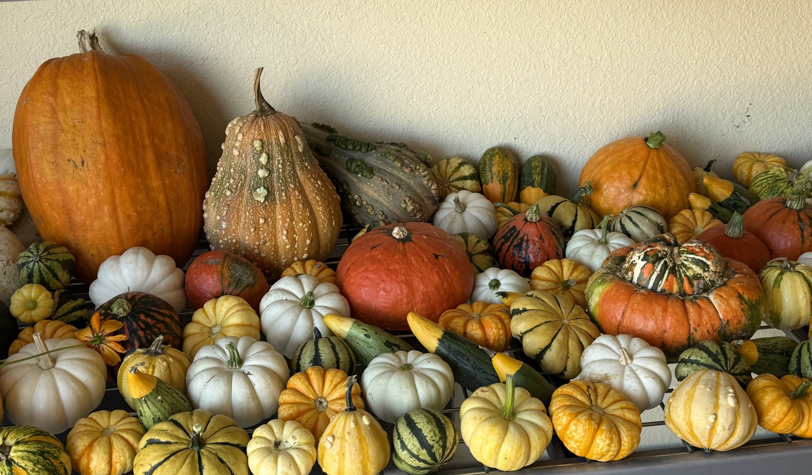 A long row of pumpkins lined up on the shelf