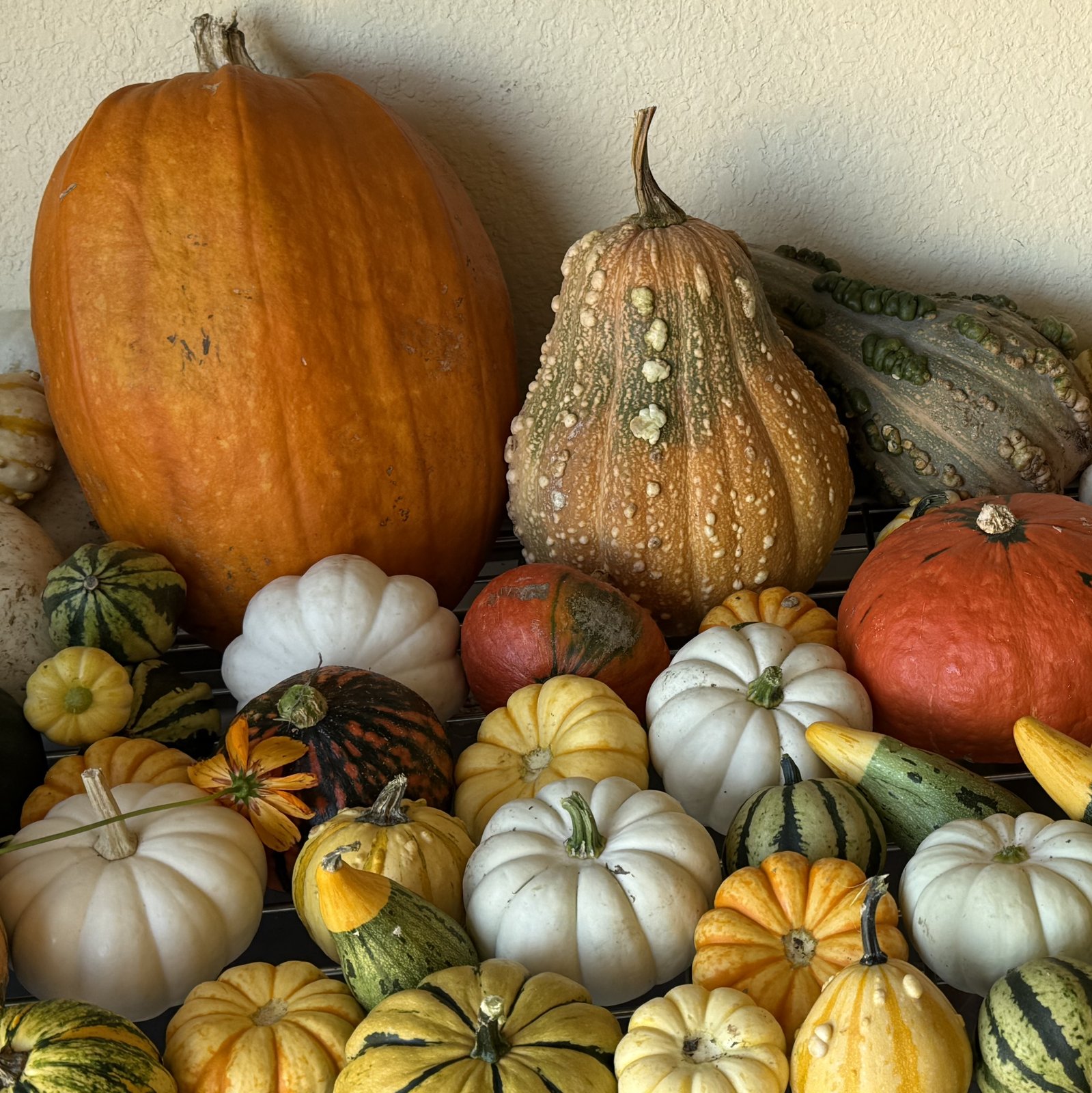 A tall orange pumpkin beside a warty pumpkin