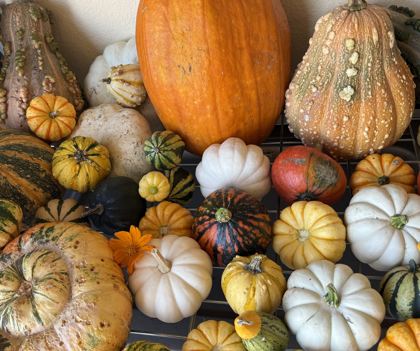 Close-up of white, orange, and striped pumpkins