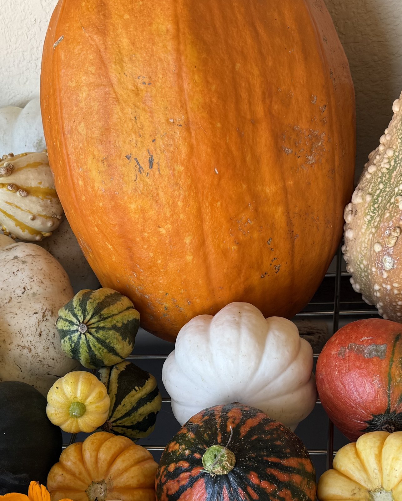 A big orange pumpkin