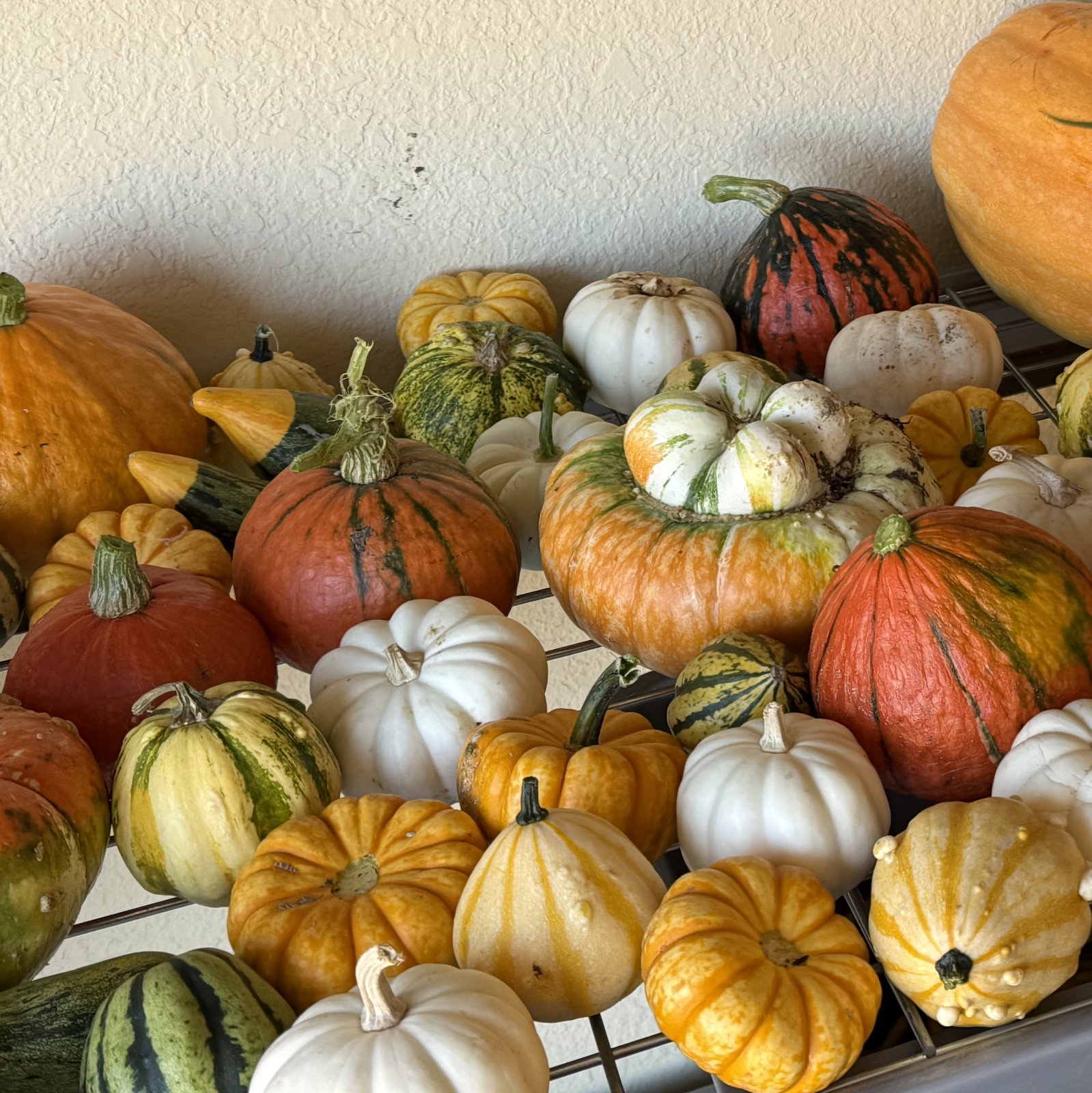 A cluster of pumpkins around a turban pumpkin