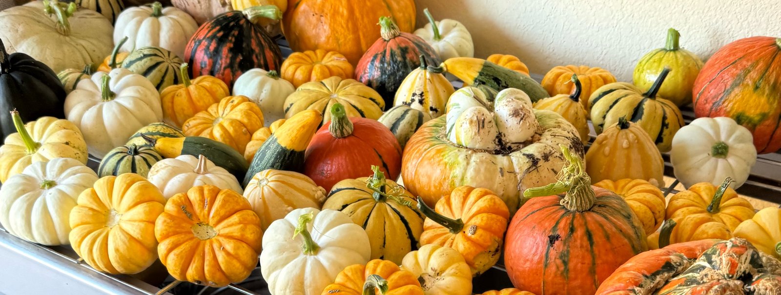 A long pile of pumpkins on the shelf