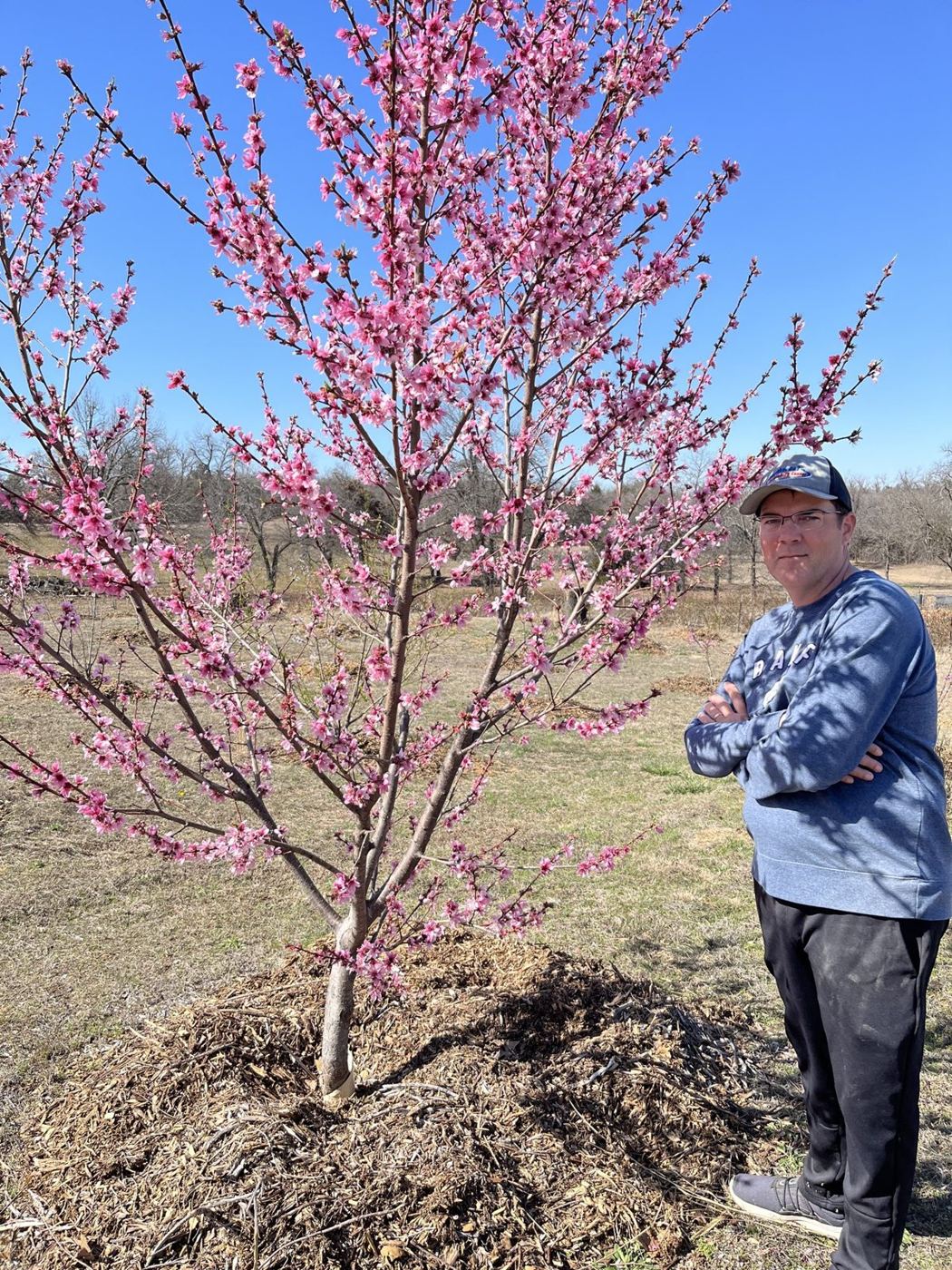 Peach tree in bloom at the farm