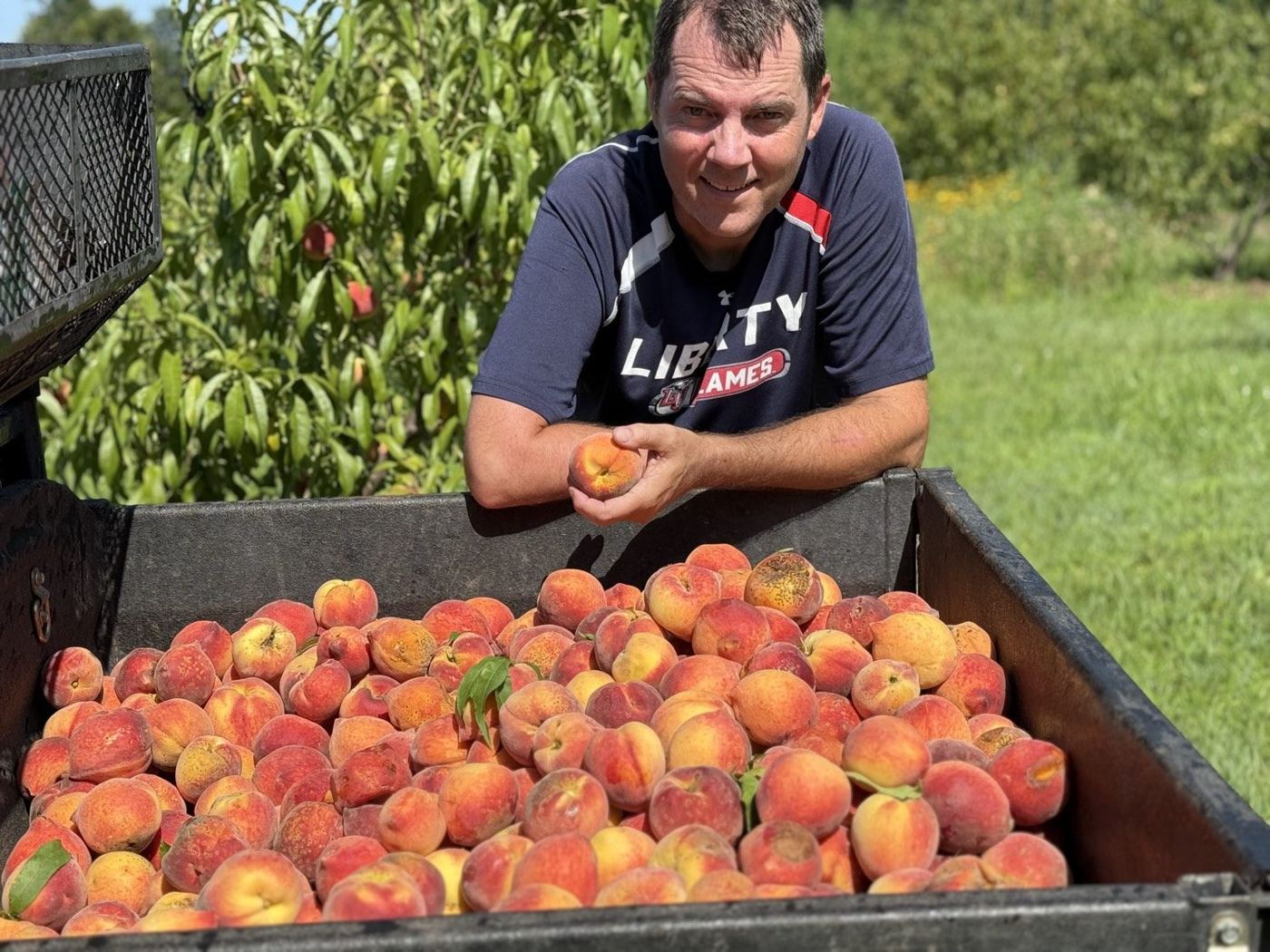 Peach harvest in the truck